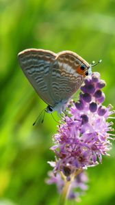 Preview wallpaper butterfly, grass, insect, flower, blurring