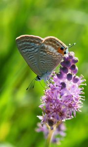 Preview wallpaper butterfly, grass, insect, flower, blurring