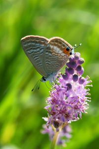 Preview wallpaper butterfly, grass, insect, flower, blurring