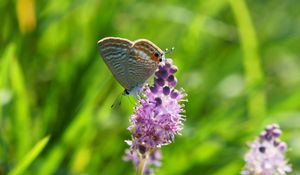 Preview wallpaper butterfly, grass, insect, flower, blurring