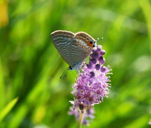 Preview wallpaper butterfly, grass, insect, flower, blurring