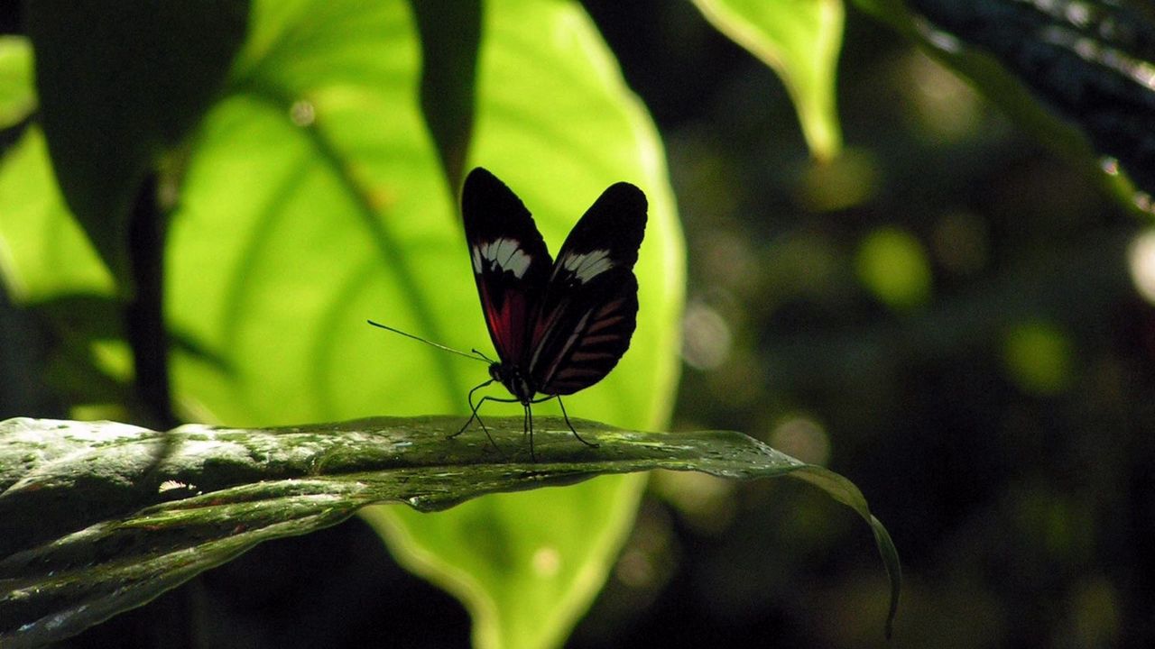 Wallpaper butterfly, grass, leaves, shade, flight