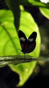 Preview wallpaper butterfly, grass, leaves, shade, flight