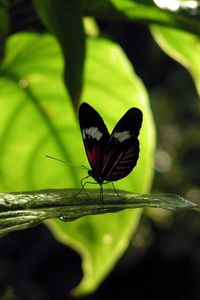 Preview wallpaper butterfly, grass, leaves, shade, flight