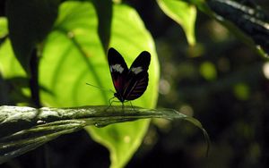 Preview wallpaper butterfly, grass, leaves, shade, flight