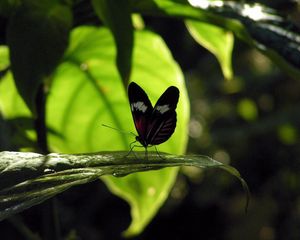 Preview wallpaper butterfly, grass, leaves, shade, flight