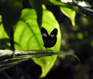 Preview wallpaper butterfly, grass, leaves, shade, flight