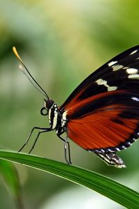 Preview wallpaper butterfly, grass, leaves, patterns, wings