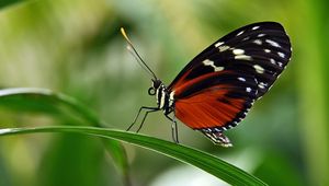 Preview wallpaper butterfly, grass, leaves, patterns, wings