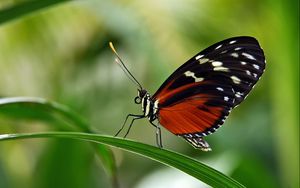 Preview wallpaper butterfly, grass, leaves, patterns, wings