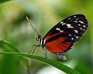 Preview wallpaper butterfly, grass, leaves, patterns, wings