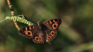 Preview wallpaper butterfly, grass, leaves