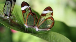 Preview wallpaper butterfly, grass, leaves