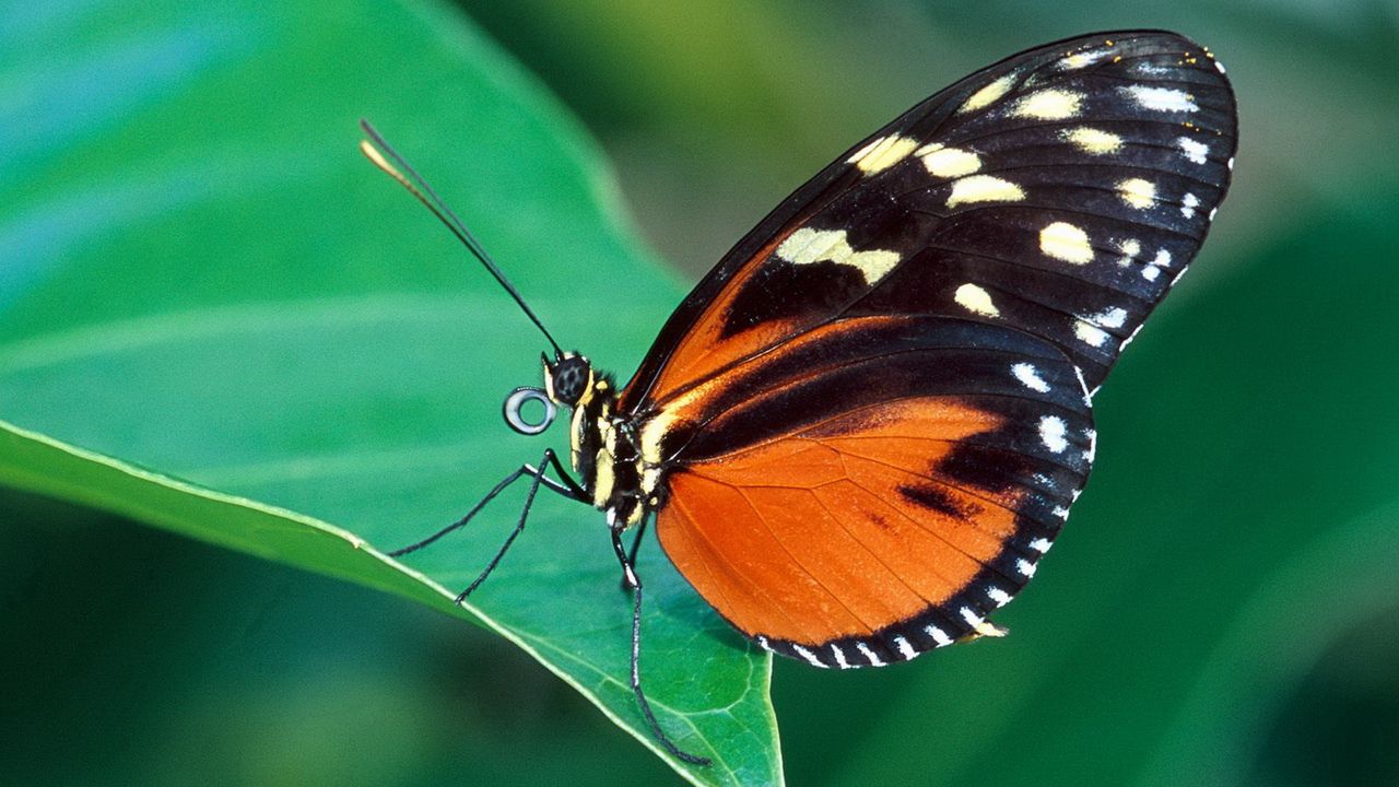 Wallpaper butterfly, grass, leaves, patterns, wings