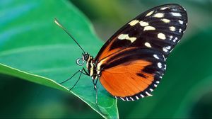 Preview wallpaper butterfly, grass, leaves, patterns, wings