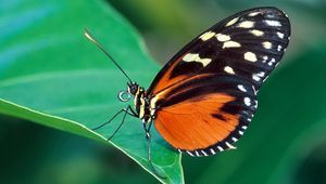 Preview wallpaper butterfly, grass, leaves, patterns, wings