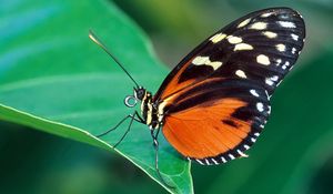 Preview wallpaper butterfly, grass, leaves, patterns, wings