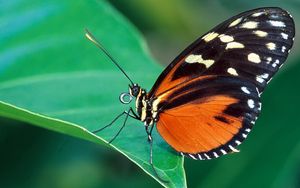 Preview wallpaper butterfly, grass, leaves, patterns, wings