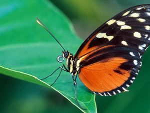 Preview wallpaper butterfly, grass, leaves, patterns, wings