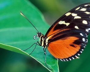 Preview wallpaper butterfly, grass, leaves, patterns, wings