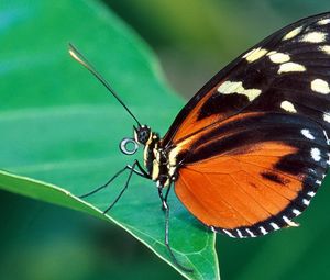 Preview wallpaper butterfly, grass, leaves, patterns, wings