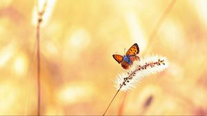 Preview wallpaper butterfly, grass, light, flight