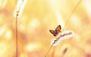 Preview wallpaper butterfly, grass, light, flight