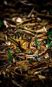 Preview wallpaper butterfly, grass, macro, foliage, shadow