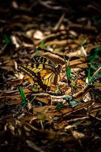 Preview wallpaper butterfly, grass, macro, foliage, shadow