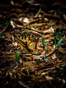 Preview wallpaper butterfly, grass, macro, foliage, shadow
