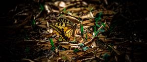 Preview wallpaper butterfly, grass, macro, foliage, shadow