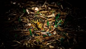 Preview wallpaper butterfly, grass, macro, foliage, shadow
