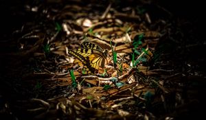 Preview wallpaper butterfly, grass, macro, foliage, shadow