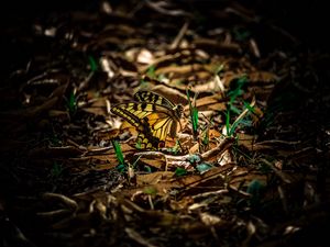 Preview wallpaper butterfly, grass, macro, foliage, shadow