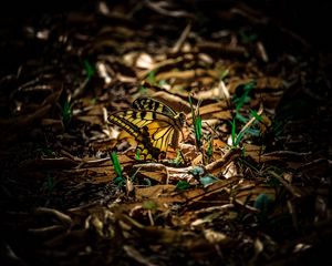 Preview wallpaper butterfly, grass, macro, foliage, shadow