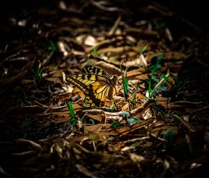 Preview wallpaper butterfly, grass, macro, foliage, shadow