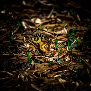 Preview wallpaper butterfly, grass, macro, foliage, shadow