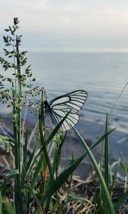 Preview wallpaper butterfly, grass, macro, insect, white