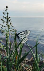 Preview wallpaper butterfly, grass, macro, insect, white