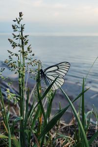 Preview wallpaper butterfly, grass, macro, insect, white