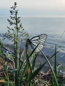 Preview wallpaper butterfly, grass, macro, insect, white