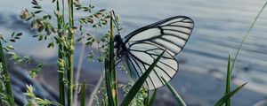 Preview wallpaper butterfly, grass, macro, insect, white