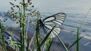 Preview wallpaper butterfly, grass, macro, insect, white