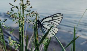 Preview wallpaper butterfly, grass, macro, insect, white