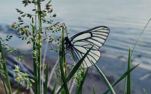 Preview wallpaper butterfly, grass, macro, insect, white