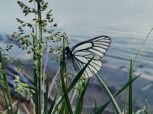 Preview wallpaper butterfly, grass, macro, insect, white