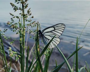 Preview wallpaper butterfly, grass, macro, insect, white