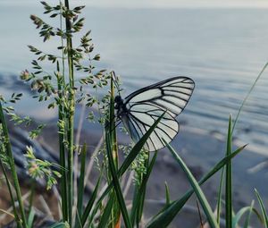 Preview wallpaper butterfly, grass, macro, insect, white