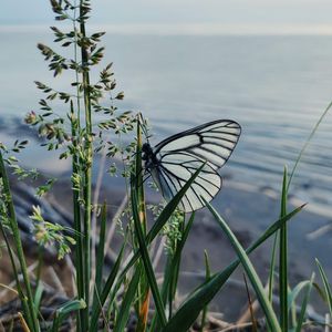 Preview wallpaper butterfly, grass, macro, insect, white