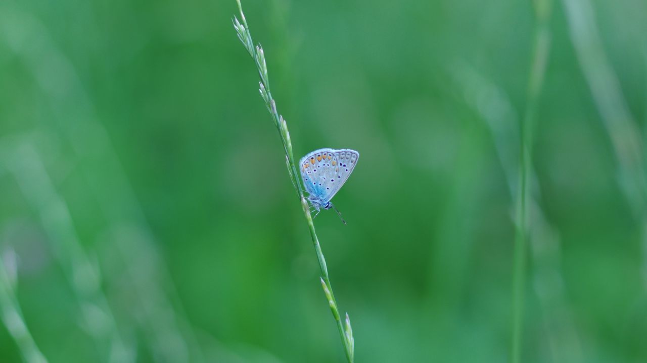 Wallpaper butterfly, grass, macro, insect, blue